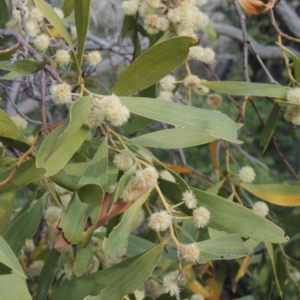 Acacia melanoxylon at Conder, ACT - 17 Sep 2021 04:09 PM