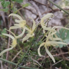 Clematis leptophylla (Small-leaf Clematis, Old Man's Beard) at Conder, ACT - 17 Sep 2021 by MichaelBedingfield
