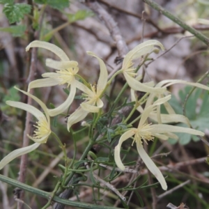 Clematis leptophylla at Conder, ACT - 17 Sep 2021 04:11 PM