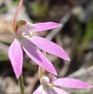 Caladenia carnea at Denman Prospect, ACT - suppressed