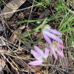 Caladenia carnea at Denman Prospect, ACT - suppressed