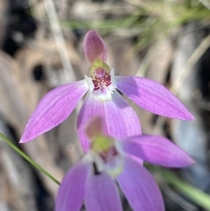 Caladenia carnea at Denman Prospect, ACT - suppressed