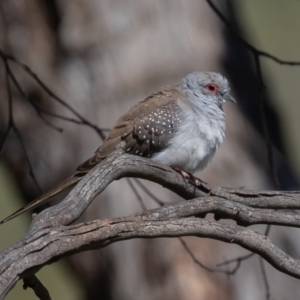 Geopelia cuneata at Booth, ACT - 1 Oct 2021 09:05 AM