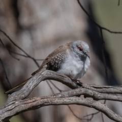 Geopelia cuneata at Booth, ACT - 1 Oct 2021