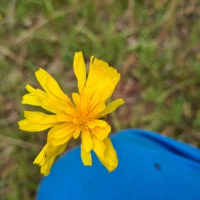 Microseris walteri (Yam Daisy, Murnong) at Gungaderra Grasslands - 1 Oct 2021 by Jiggy