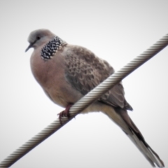 Spilopelia chinensis (Spotted Dove) at Fyshwick, ACT - 28 Sep 2021 by JohnBundock