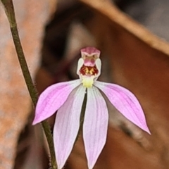 Caladenia carnea (Pink Fingers) at Kaleen, ACT - 1 Oct 2021 by Jiggy