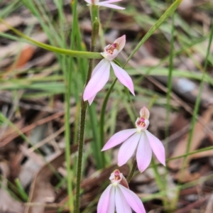 Caladenia carnea at Kaleen, ACT - 1 Oct 2021