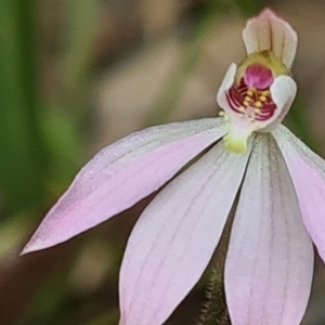 Caladenia carnea at Kaleen, ACT - 1 Oct 2021