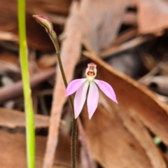 Caladenia carnea at Kaleen, ACT - 1 Oct 2021