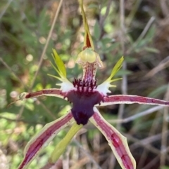 Caladenia atrovespa (Green-comb Spider Orchid) at Downer, ACT - 1 Oct 2021 by AJB