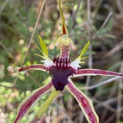 Caladenia atrovespa (Green-comb Spider Orchid) at Downer, ACT - 1 Oct 2021 by AJB