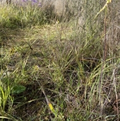 Caladenia atrovespa at Downer, ACT - suppressed