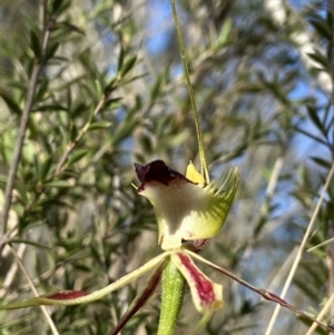 Caladenia atrovespa at Downer, ACT - suppressed