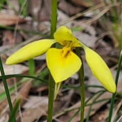 Diuris chryseopsis (Golden Moth) at Gungaderra Grasslands - 1 Oct 2021 by Jiggy