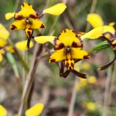 Diuris pardina (Leopard Doubletail) at Gungaderra Grasslands - 1 Oct 2021 by Jiggy