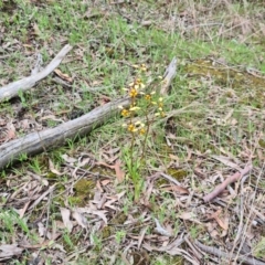 Diuris pardina at Kaleen, ACT - 1 Oct 2021