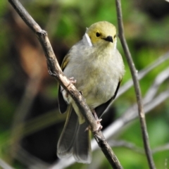 Ptilotula penicillata (White-plumed Honeyeater) at Tharwa, ACT - 1 Oct 2021 by JohnBundock