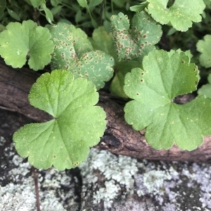 Hydrocotyle laxiflora at Griffith, ACT - 1 Oct 2021