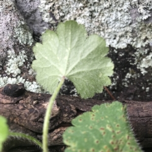 Hydrocotyle laxiflora at Griffith, ACT - 1 Oct 2021