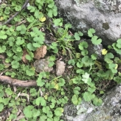 Hydrocotyle laxiflora at Griffith, ACT - 1 Oct 2021