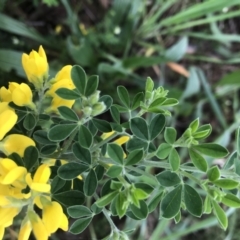 Genista monspessulana at Griffith, ACT - 1 Oct 2021