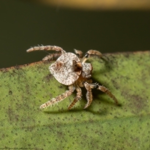 Dolophones turrigera at Macgregor, ACT - 1 Oct 2021