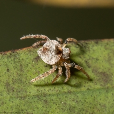 Dolophones turrigera (Turret spider) at Macgregor, ACT - 1 Oct 2021 by Roger