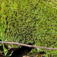 Grimmia sp. at Hawker, ACT - 1 Oct 2021