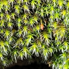 Grimmia sp. at Hawker, ACT - 1 Oct 2021