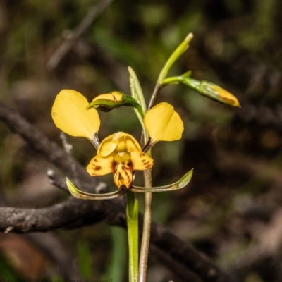 Diuris nigromontana (Black Mountain Leopard Orchid) at Molonglo Valley, ACT - 1 Oct 2021 by Roger