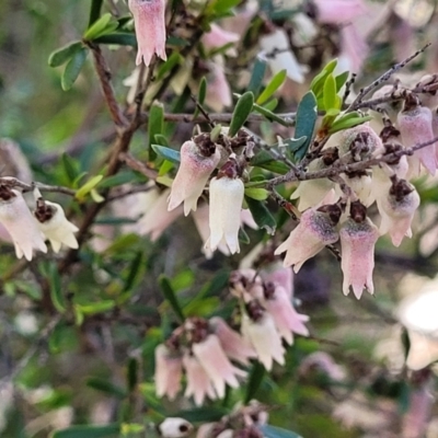 Cryptandra amara (Bitter Cryptandra) at The Pinnacle - 1 Oct 2021 by tpreston