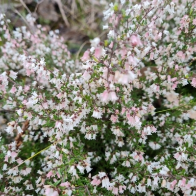 Cryptandra amara (Bitter Cryptandra) at Scrivener Hill - 1 Oct 2021 by Mike