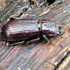 Aulacocyclus edentulus (Passalid beetle) at Hawker, ACT - 1 Oct 2021 by tpreston