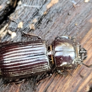 Aulacocyclus edentulus at Hawker, ACT - 1 Oct 2021 12:07 PM