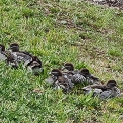 Chenonetta jubata (Australian Wood Duck) at Mawson, ACT - 1 Oct 2021 by Mike