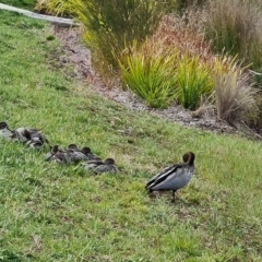 Chenonetta jubata at Mawson, ACT - 1 Oct 2021 03:08 PM