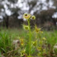 Drosera sp. (A Sundew) at Symonston, ACT - 1 Oct 2021 by Miranda