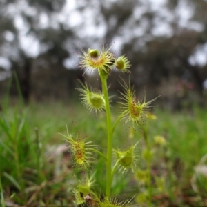 Drosera sp. at Symonston, ACT - 1 Oct 2021