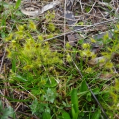 Drosera sp. at Symonston, ACT - 1 Oct 2021