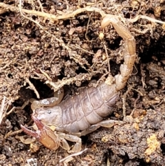 Urodacus manicatus (Black Rock Scorpion) at Hawker, ACT - 1 Oct 2021 by trevorpreston