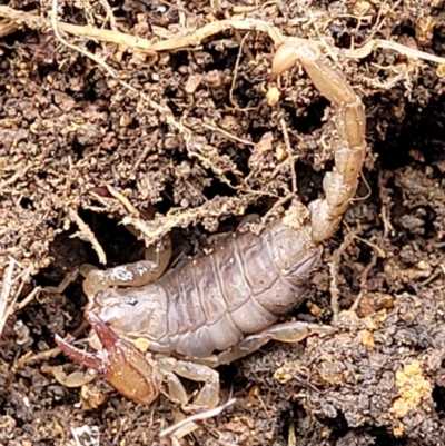 Urodacus manicatus (Black Rock Scorpion) at Hawker, ACT - 1 Oct 2021 by tpreston