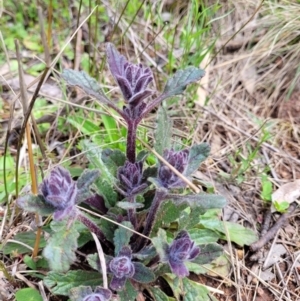 Ajuga australis at Hawker, ACT - 1 Oct 2021 12:23 PM