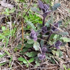 Ajuga australis at Hawker, ACT - 1 Oct 2021 12:23 PM