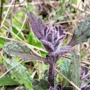 Ajuga australis at Hawker, ACT - 1 Oct 2021 12:23 PM