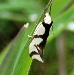 Ocystola paulinella (A Concealer Moth) at Hawker, ACT - 1 Oct 2021 by trevorpreston