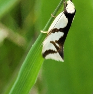 Ocystola paulinella at Hawker, ACT - 1 Oct 2021