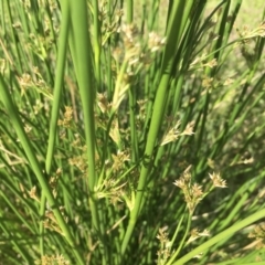 Juncus sp. (A Rush) at Griffith, ACT - 8 Nov 2020 by ianandlibby1