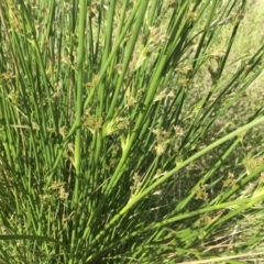 Juncus sp. at Griffith, ACT - 8 Nov 2020