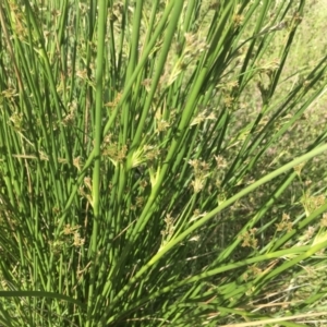 Juncus sp. at Griffith, ACT - 8 Nov 2020